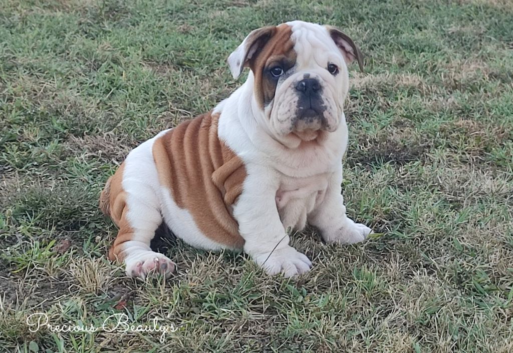 Precious Beauty's - Chiots disponibles - Bulldog Anglais