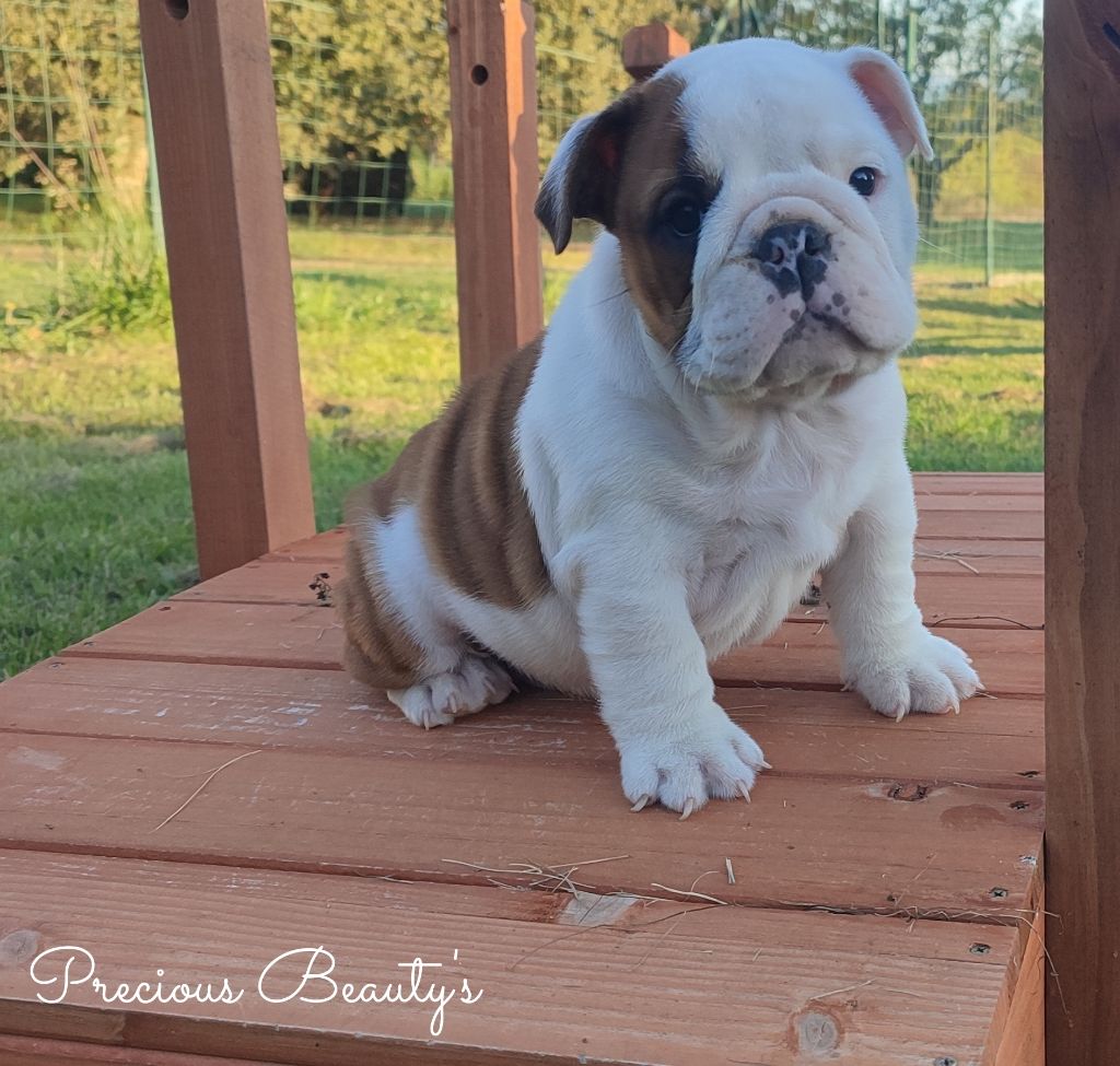 Precious Beauty's - Chiots disponibles - Bulldog Anglais