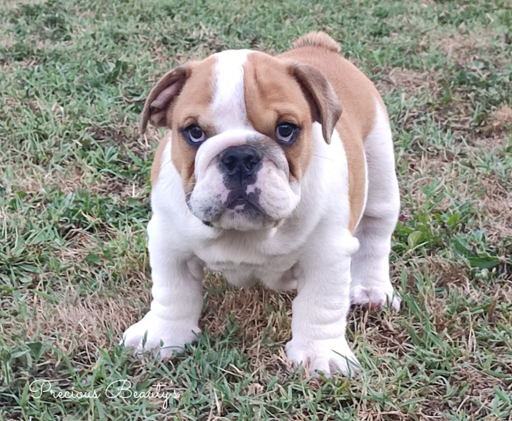 Precious Beauty's - Chiots disponibles - Bulldog Anglais