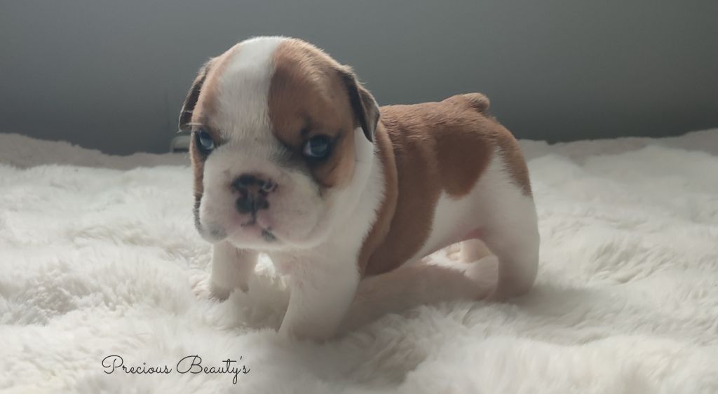 Precious Beauty's - Chiots disponibles - Bulldog Anglais