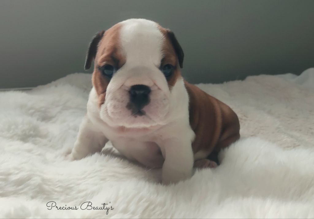 Precious Beauty's - Chiots disponibles - Bulldog Anglais
