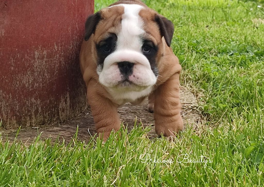 Precious Beauty's - Chiots disponibles - Bulldog Anglais