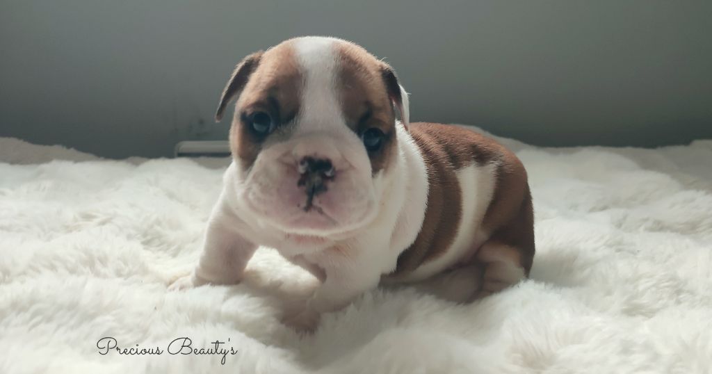 Precious Beauty's - Chiots disponibles - Bulldog Anglais