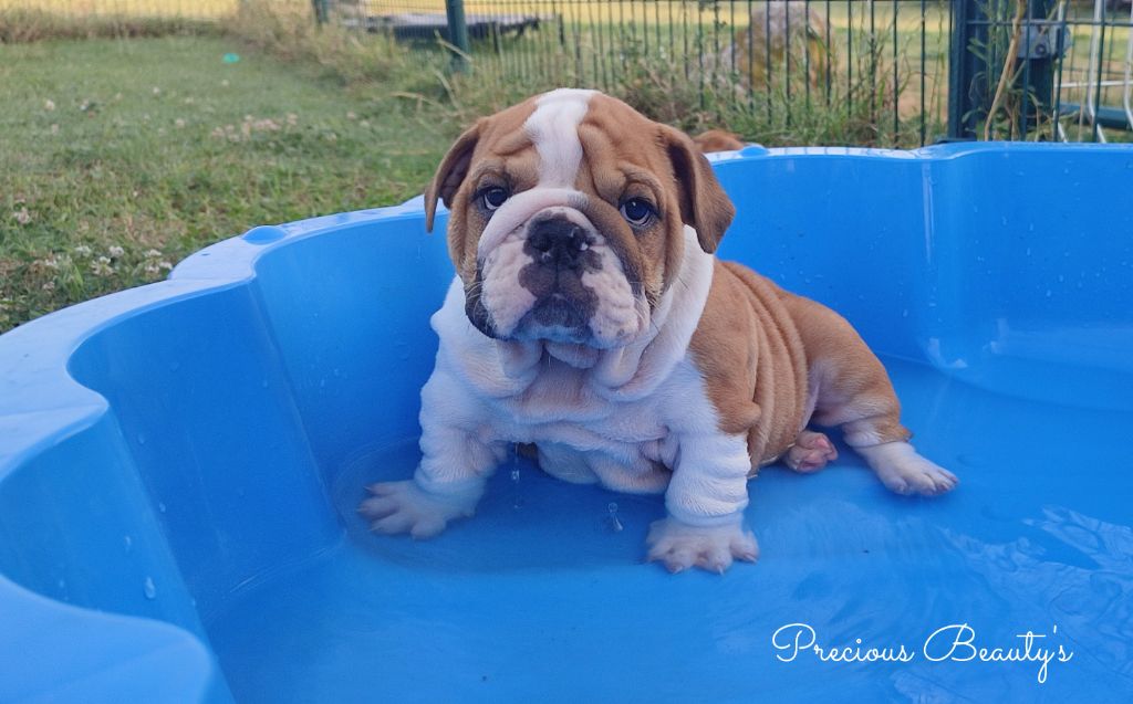 Precious Beauty's - Chiots disponibles - Bulldog Anglais